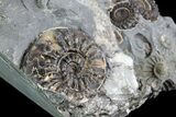 Ammonite Fossil Cluster - Marston Magna Marble #86247-2